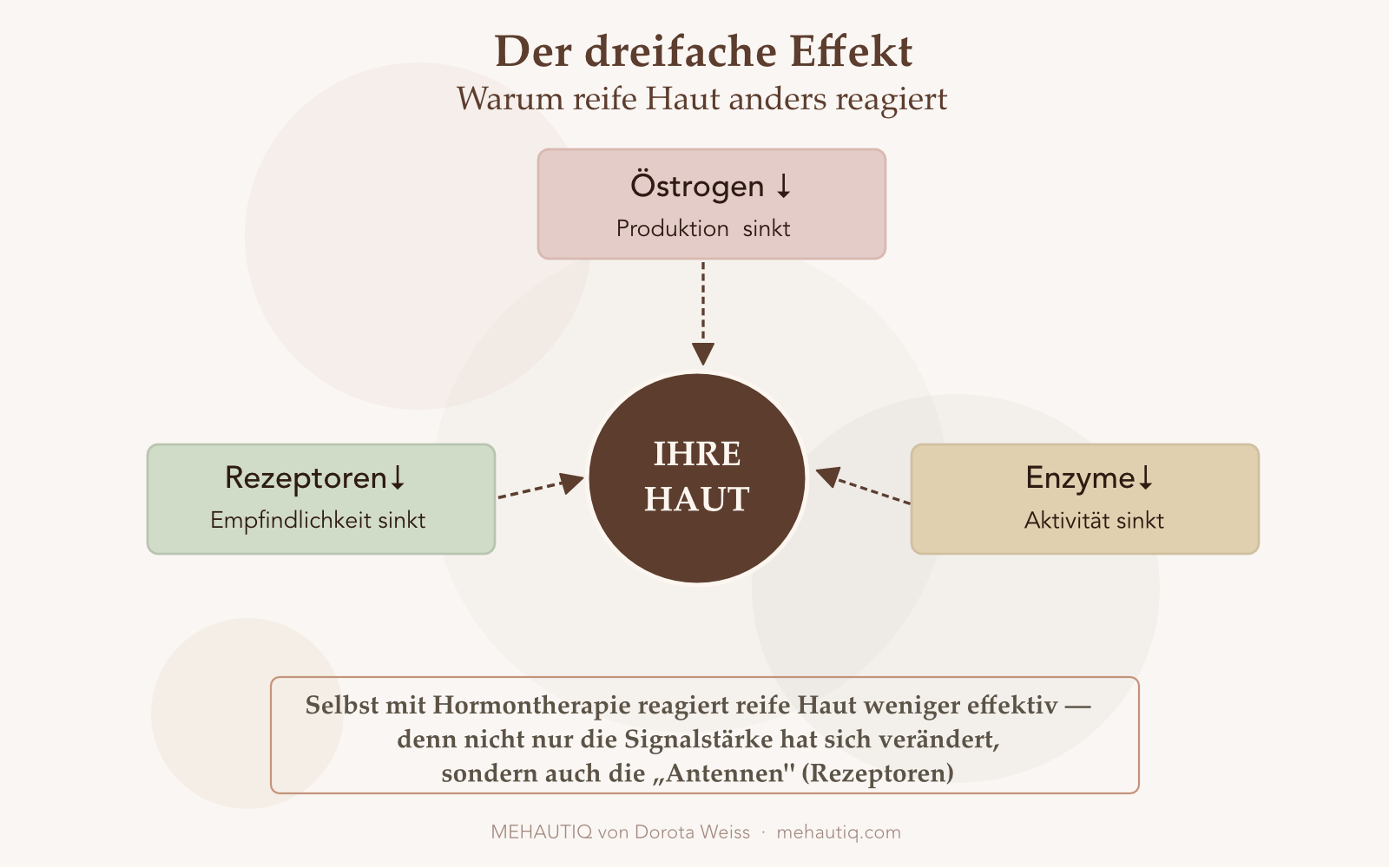 Hautveränderungen Wechseljahre: Was wirklich mit Ihrer Haut in der Menopause passiert
Diagramm zeigt drei Faktoren, die während der Menopause auf die Haut einwirken: sinkende Östrogenproduktion der Eierstöcke, verminderte Östrogenrezeptor-Aktivität und reduzierte Hautenzym-Aktivität.