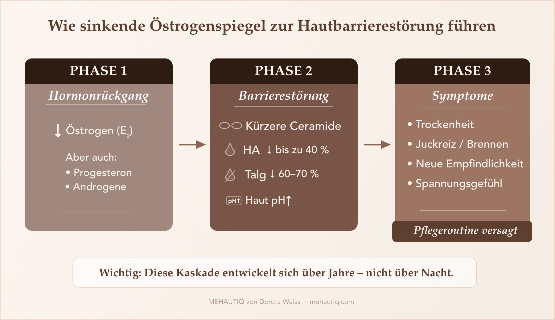 Warum Hautveränderungen in den Wechseljahren plötzlich auftreten–obwohl sie es nicht sind Diagramm der drei Phasen von Hormonrückgang über Barrierestörung bis zu Hautsymptomen in den Wechseljahren.