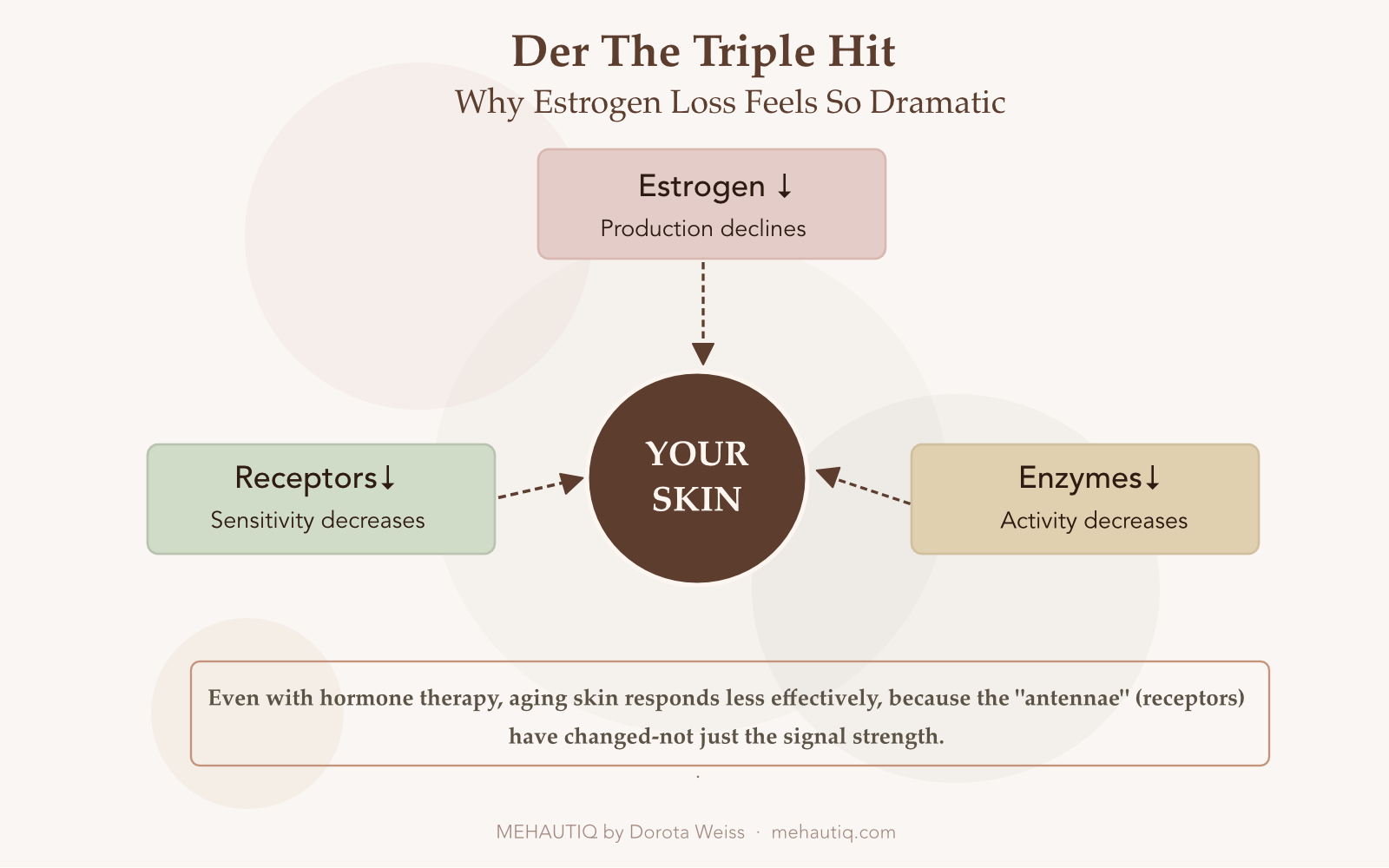 Hormone‑Related Skin Changes: What Really Happens To Your Skin During Menopause
Diagram showing ‘Your Skin’ affected by three decreases: ovarian estrogen output, estrogen receptor activity, and skin enzyme activity, explaining why estrogen loss has a strong impact.