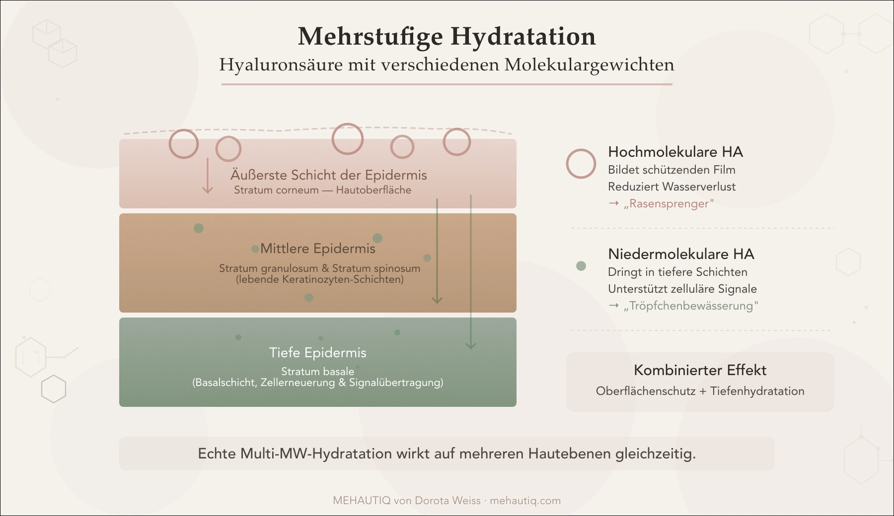 Barriere-Reparatur in den Wechseljahren: Der Leitfaden Das Diagramm zeigt einen Querschnitt durch die Schichten der Epidermis, in die Hyaluronsäuremoleküle unterschiedlicher Größe eindringen.