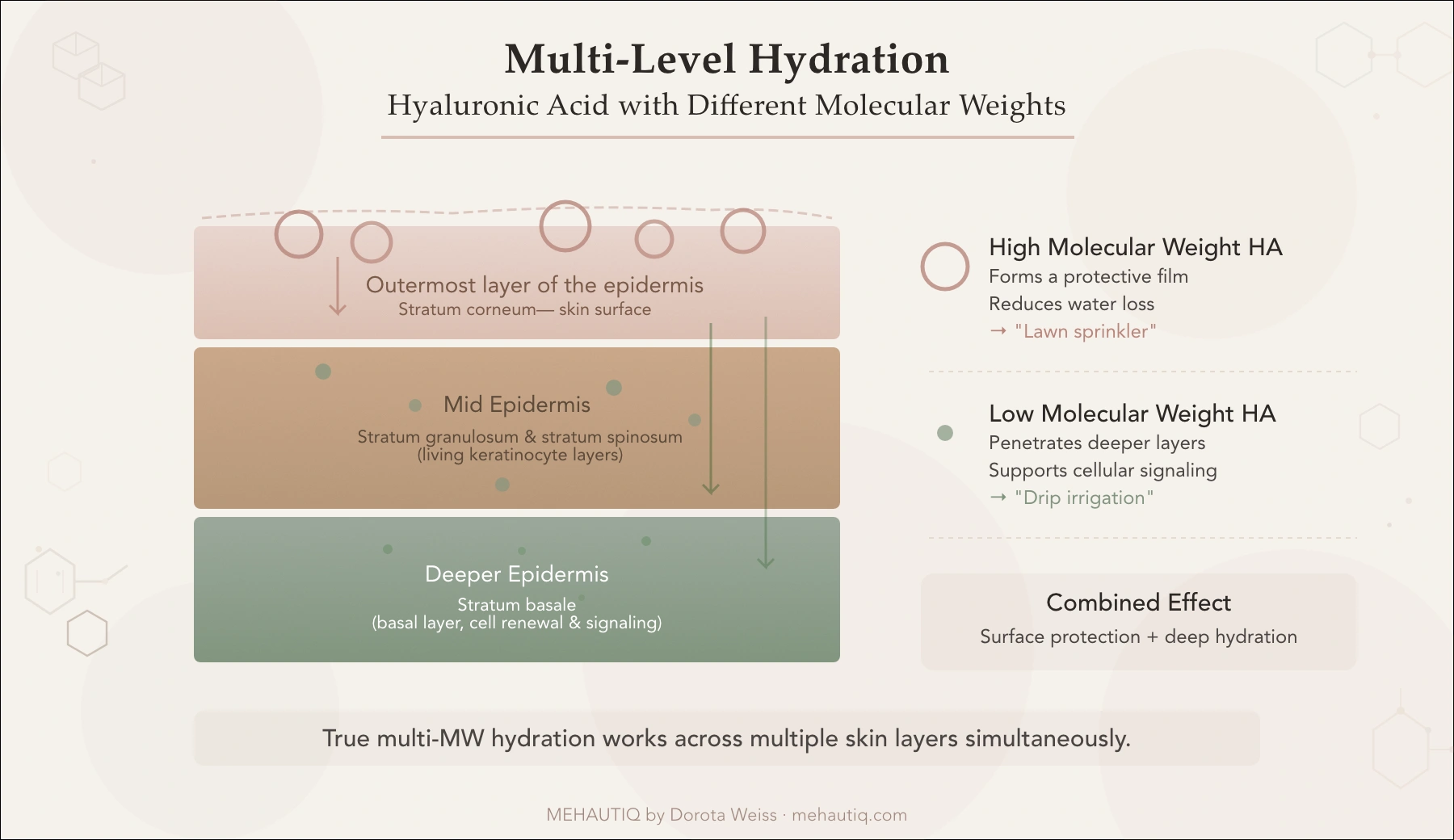 Reading Barrier-Repair Ingredients for Menopausal Skin Diagram showing cross-section of epidermis layers with two sizes of hyaluronic acid molecules penetrating to different depths.