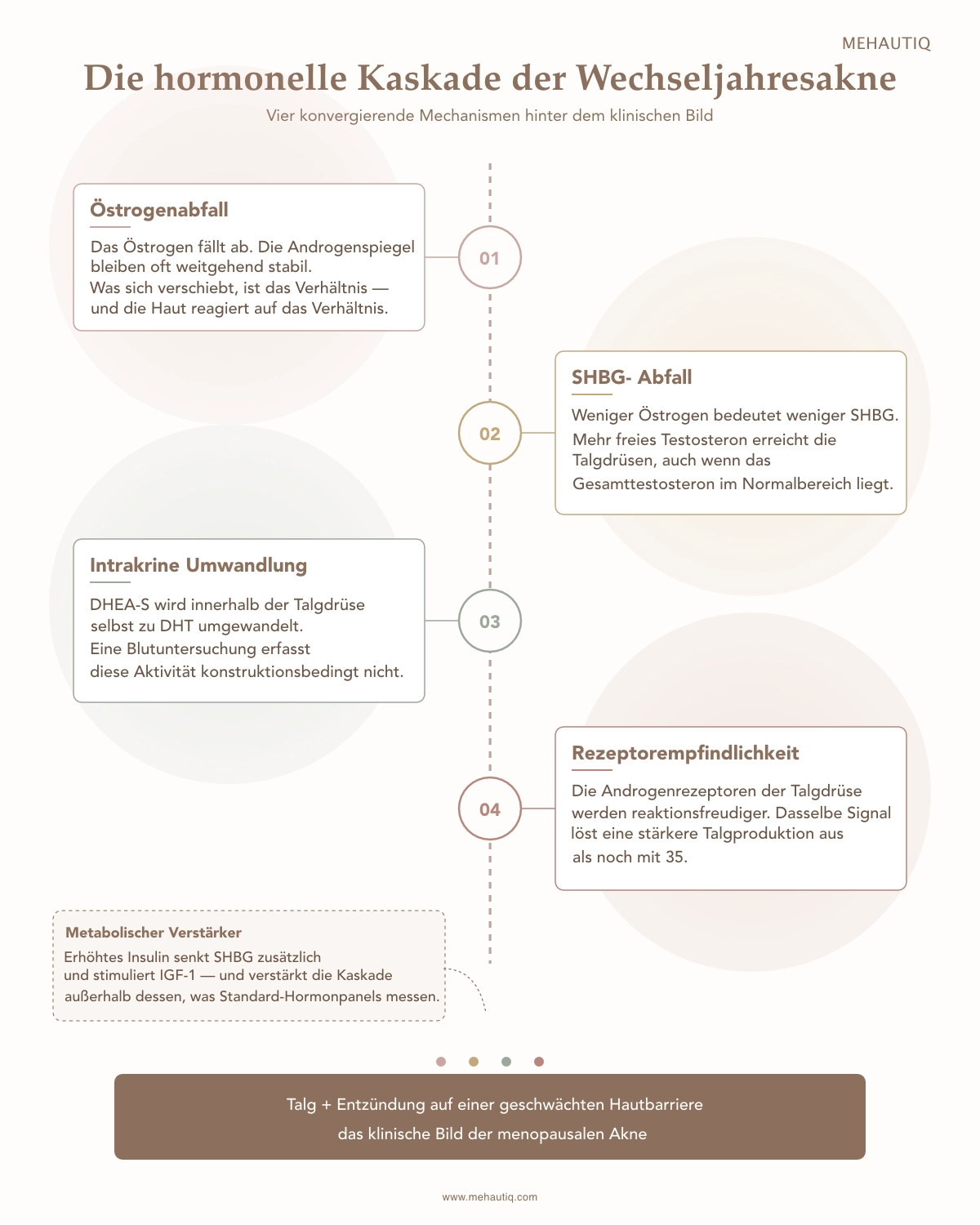 Vertikales Diagramm der vier hormonellen Mechanismen der menopausalen Akne — Östrogenabfall, SHBG-Abfall, intrakrine Umwandlung in der Talgdrüse und Rezeptorempfindlichkeit — die in erhöhter Talgproduktion und Entzündung münden. Ein Seitenfeld zeigt Insulin und IGF-1 als metabolischen Verstärker.