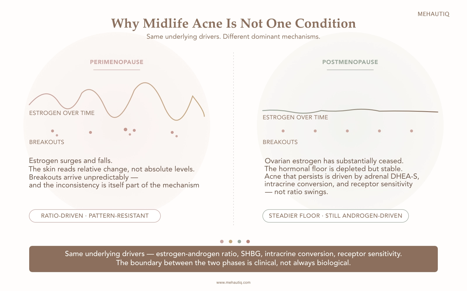 The Science of Menopausal Acne Side-by-side comparison of perimenopausal acne (volatile estrogen, unpredictable breakouts, ratio-driven) and postmenopausal acne (depleted but stable hormones, steadier breakouts, driven by DHEA-S and receptor sensitivity). A unifying band notes that both phases share the same underlying drivers.